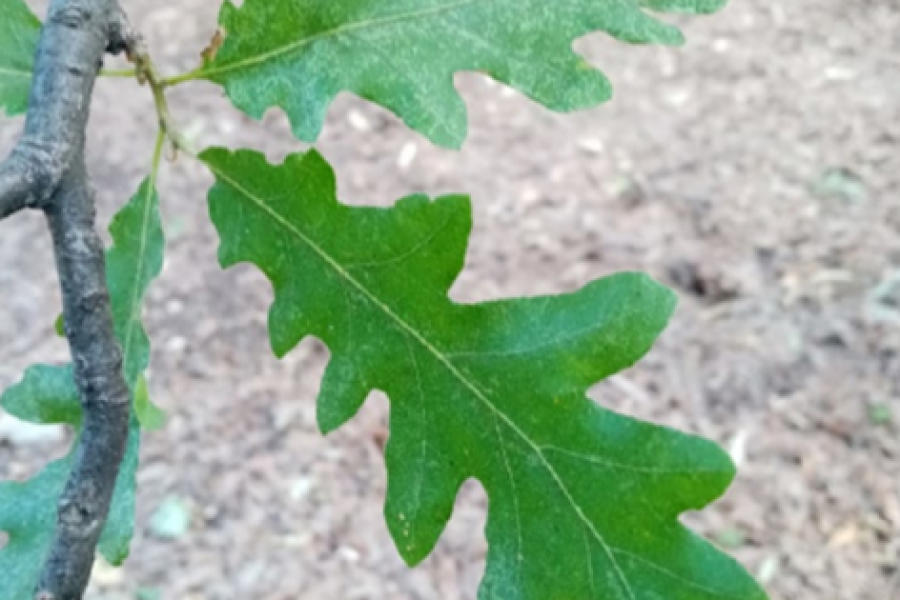 The dark green leaves of Turkey oak