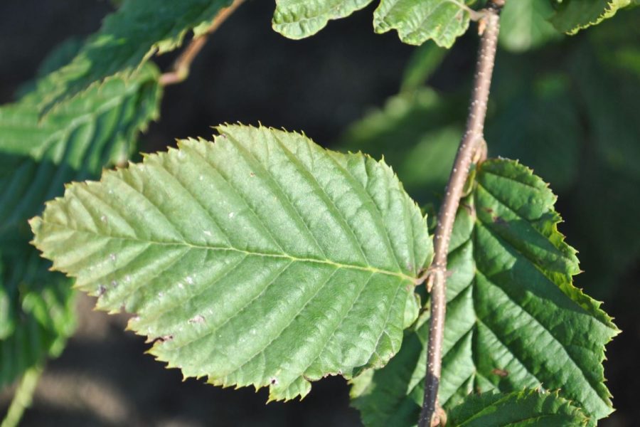 blaadje Carpinus betulus geschaald